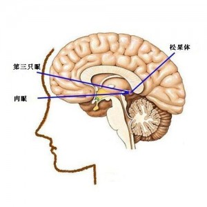 褪黑激素